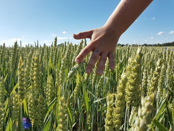 Scenic view of wheat field against sky