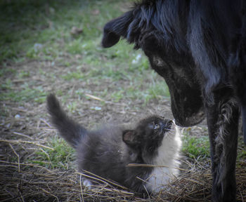 View of two cats on field