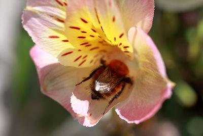 Close-up of bee pollinating on pink flower