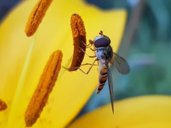 Close-up of insect on yellow flower