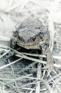 Close-up of frog on plant