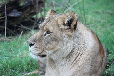 Close-up of a cat looking away