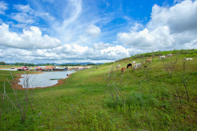 Scenic view of field against sky