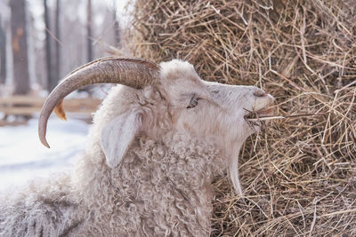 Close-up portrait of a goat eating hay on a farm on a background of winter forest.