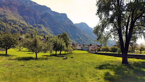 Animals grazing on grassy field by trees against mountain