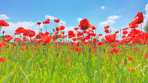 Red flowering plants on field against sky