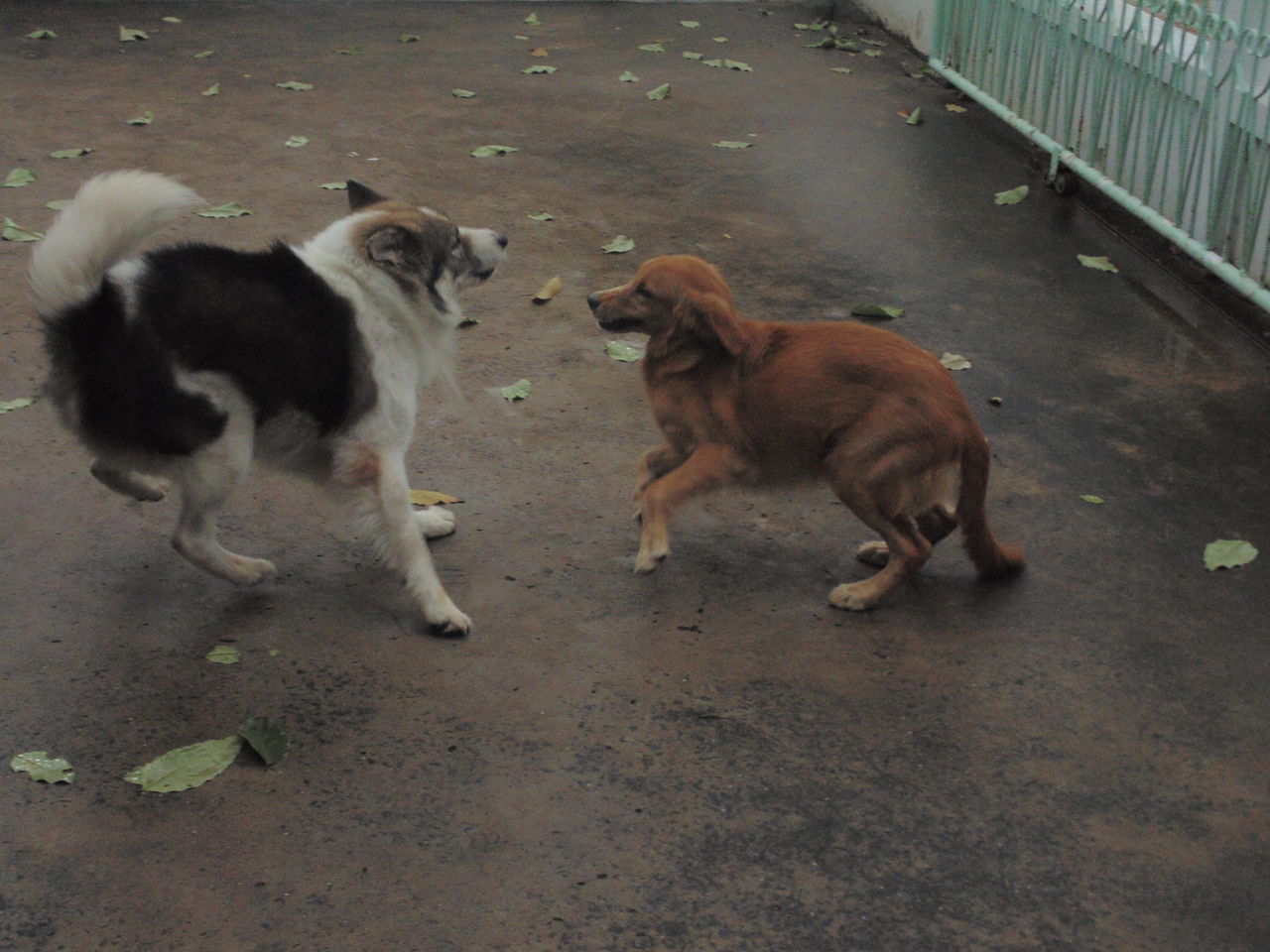 HIGH ANGLE VIEW OF DOGS ON GROUND