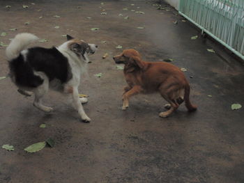 High angle view of two dogs