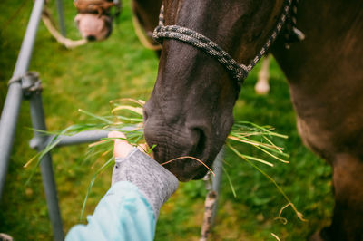 Low section of person feeding horse