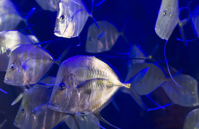 Fish swimming in sea