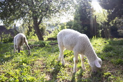 Sheep grazing in a field