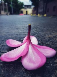 Close-up of pink rose on street