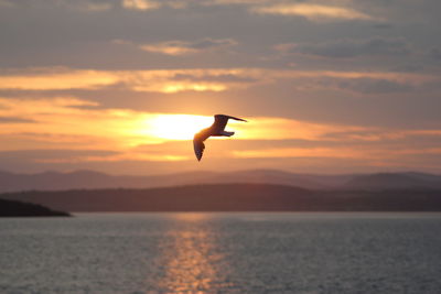 Silhouette bird flying over sea against sky during sunset