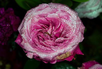 Close-up of wet pink rose