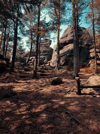 Trees in forest