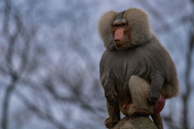 Close-up of monkey