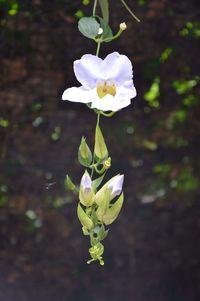 Close-up of white flowers blooming outdoors