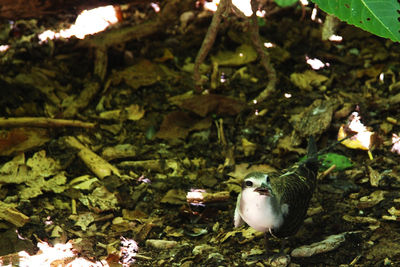 Close-up of duck on plants