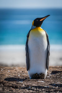 High angle view of bird on beach