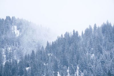 Pine trees in forest during winter