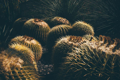 Close-up of cactus growing on field