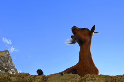 Low angle view of lizard against clear blue sky