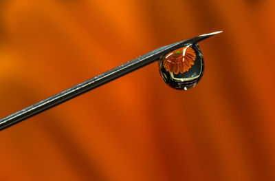 Close-up view of a flower in a drop