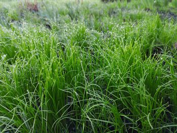 Full frame shot of crops growing on field