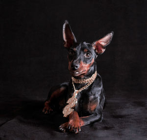 Close-up of dog standing against black background