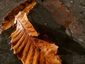 High angle view of autumnal leaves