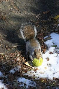 High angle view of squirrel on snow covered land