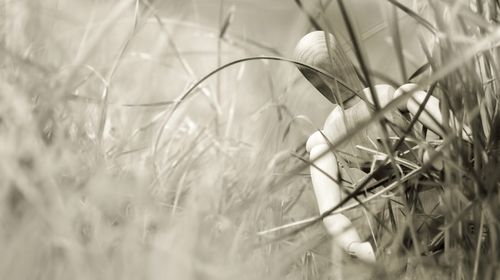 Close-up of flowering plants on field