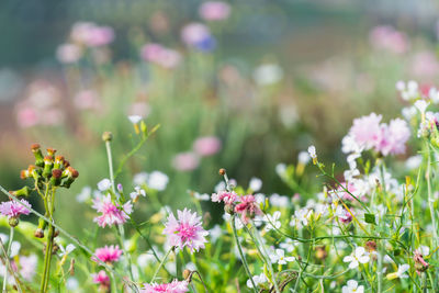 Close-up of pink flowering plants on field