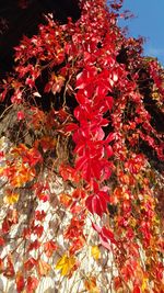 Close-up of orange butterfly on red leaves