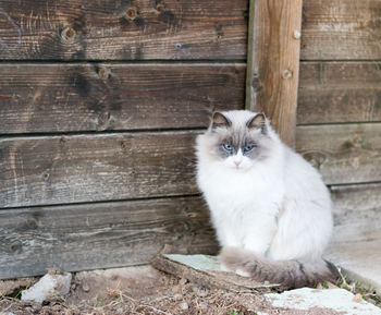 Portrait of a cat