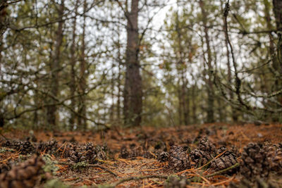 Surface level of pine trees in forest