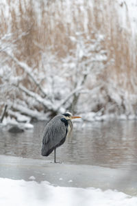 Grey heron bird on a snow by the lake in winter