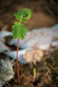 Close-up of plant growing on field