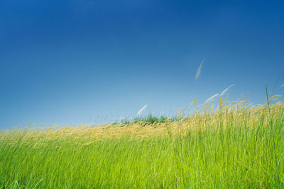 Scenic view of agricultural field against clear blue sky