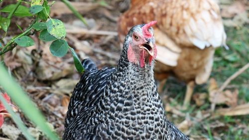 Close-up of rooster on field