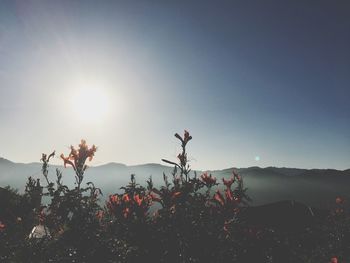 Scenic view of flowering plants against sky