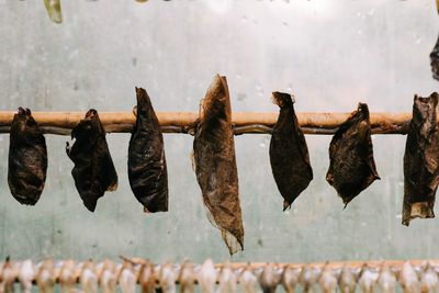 Butterfly cocoon chrysalis in a butterfly house