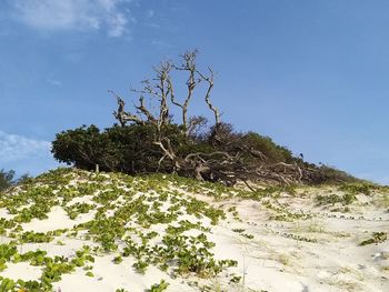 Plants growing on land against sky