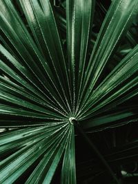 Full frame shot of palm leaf