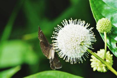 Close-up of butterfly pollinating on flower