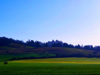 Scenic view of field against clear sky