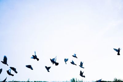 Low angle view of birds flying in sky