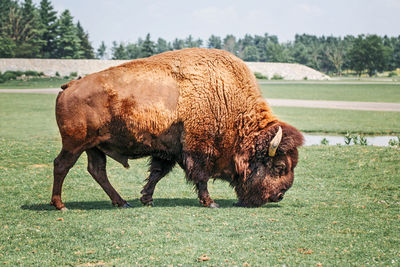 One plains bison eating grazing grass outdoor. herd animal buffalo ox bull consuming plant food 