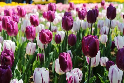 Close-up of purple tulips in field