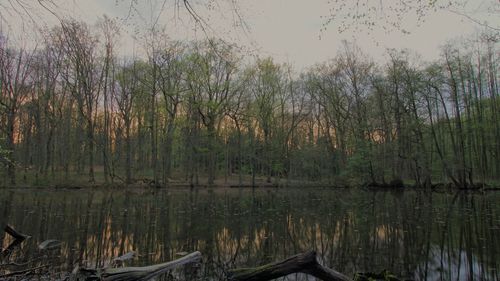 Scenic view of lake in forest against sky